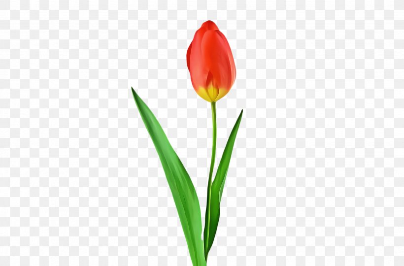 Flowers Background, PNG, 2464x1624px, Tulip, Blossom, Botany, Bud, Cut Flowers Download Free
