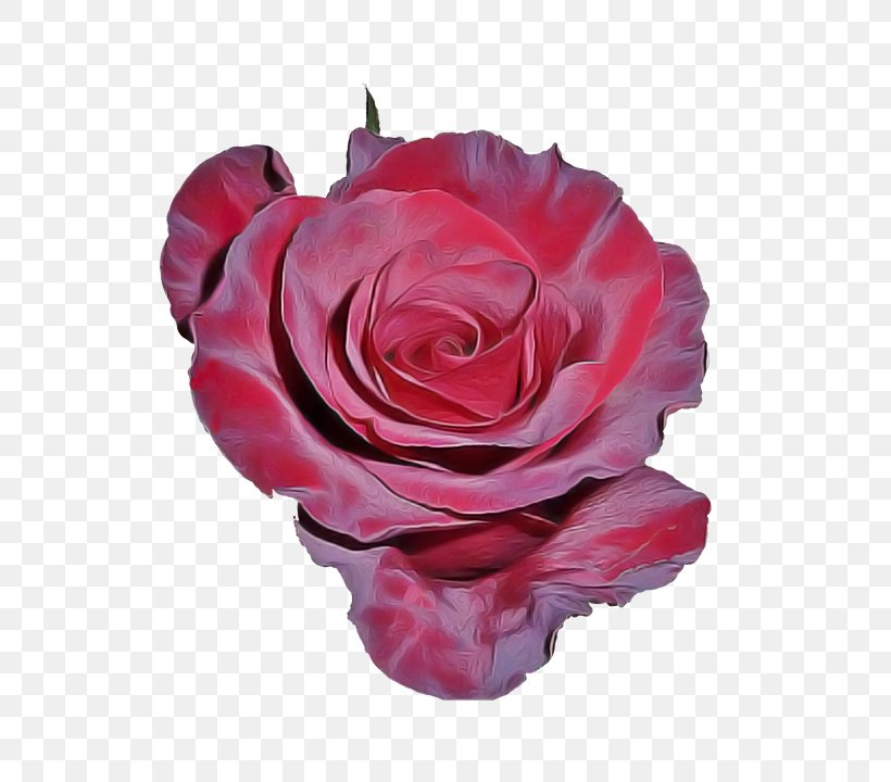 Garden Roses, PNG, 562x720px, Garden Roses, Cut Flowers, Flower, Hybrid Tea Rose, Petal Download Free