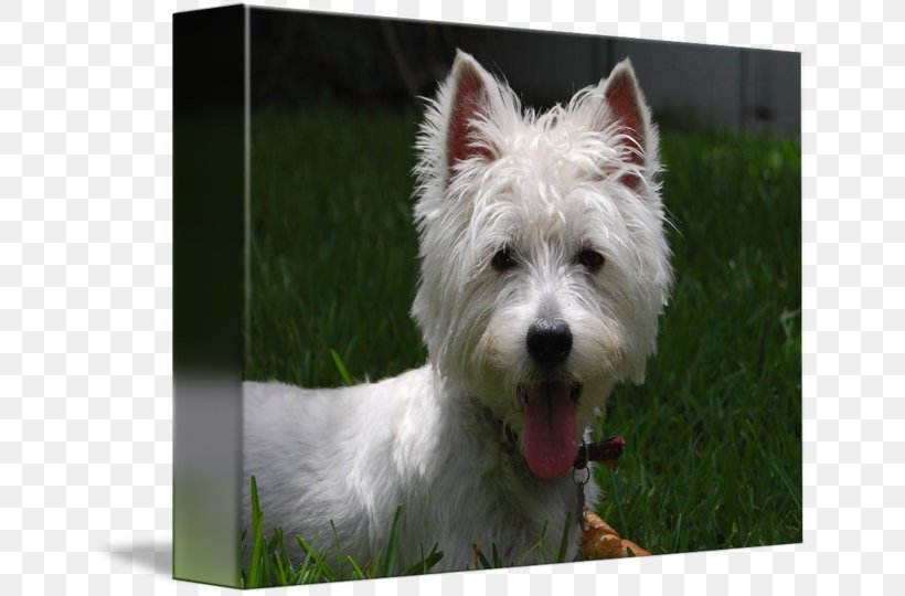 Norwich Terrier West Highland White Terrier Cairn Terrier Rare Breed (dog) Companion Dog, PNG, 650x540px, Norwich Terrier, Breed, Cairn, Cairn Terrier, Carnivoran Download Free