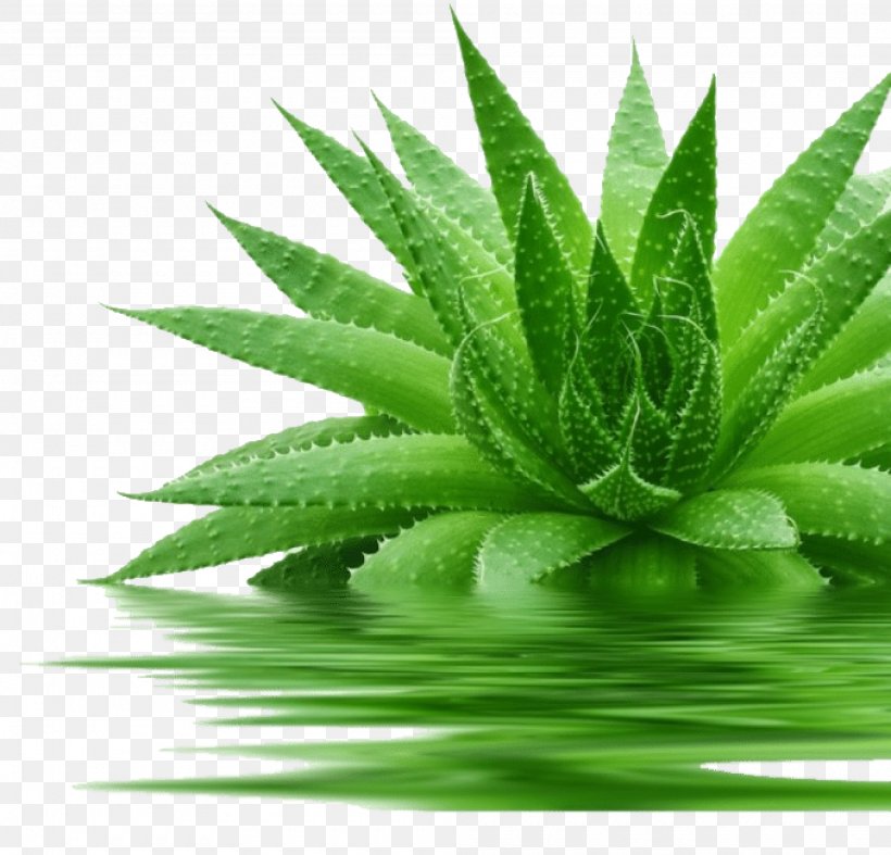 Aloe Vera Leaf, PNG, 2000x1920px, Aloe Vera, Agave, Aloe, Aloes, Ayurveda Download Free