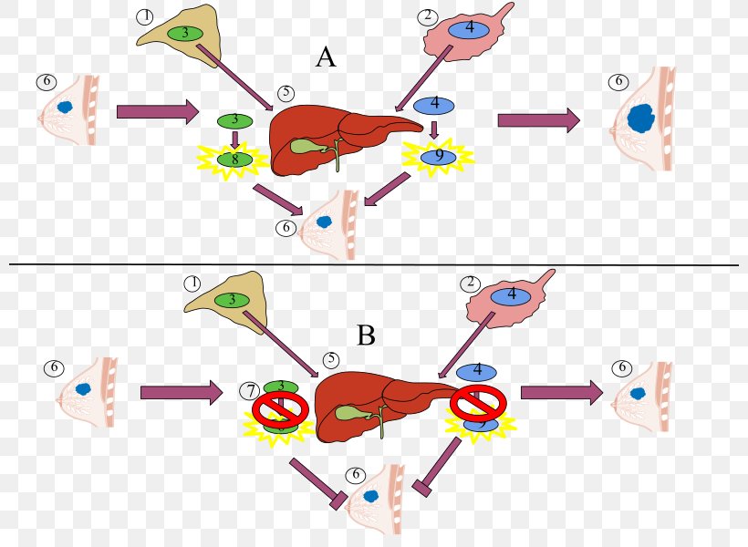 Aromatase Inhibitor Enzyme Inhibitor Mechanism Of Action Estrogen, PNG, 800x600px, Watercolor, Cartoon, Flower, Frame, Heart Download Free