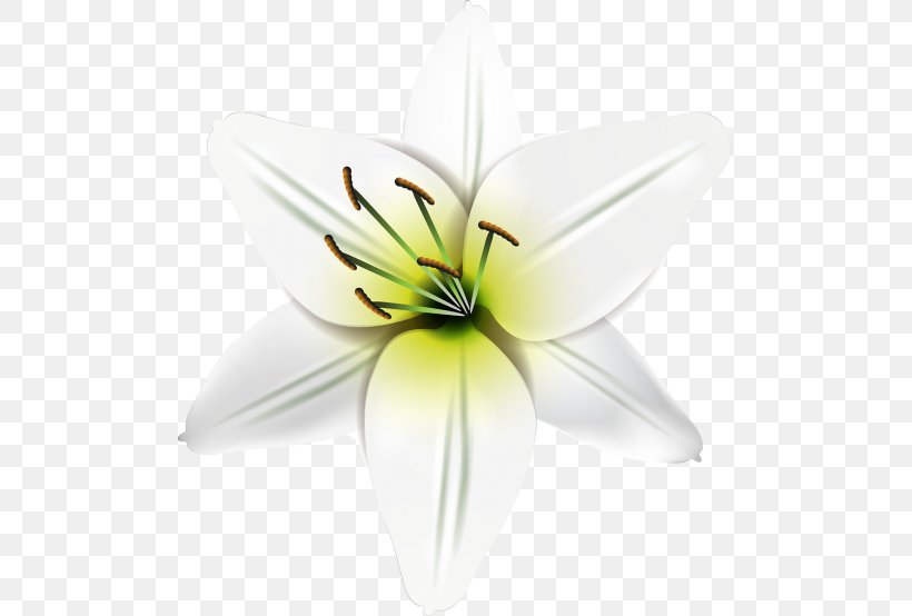 Cut Flowers Petal, PNG, 500x554px, Cut Flowers, Flower, Flowering Plant, Lily, Petal Download Free