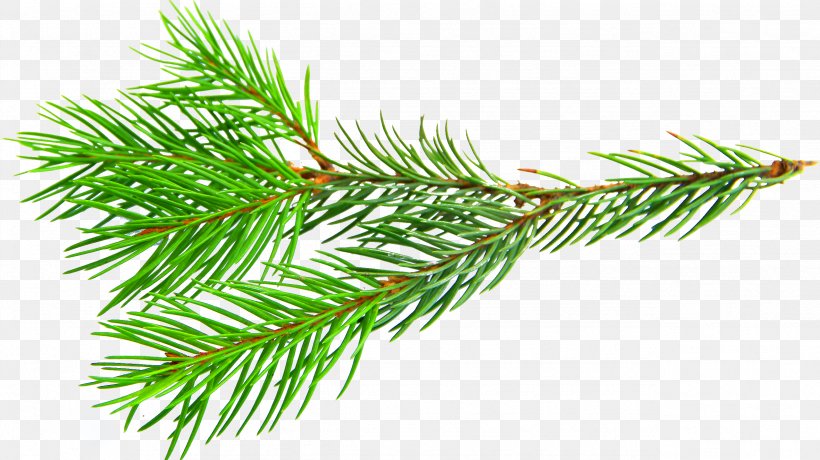 Spruce Twig Larch, PNG, 2558x1435px, Spruce, Arborvitae, Branch, Christmas Ornament, Conifer Download Free