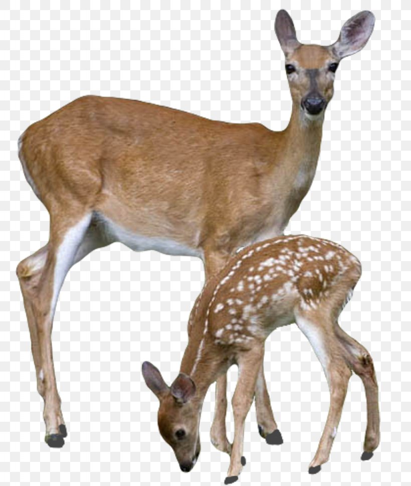White-tailed Deer Clip Art Elk, PNG, 1024x1210px, Deer, Animal, Animal Figure, Antler, Deer Hunting Download Free