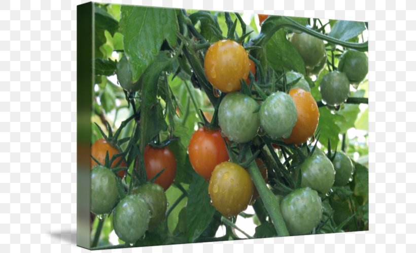Bush Tomato Vegetarian Cuisine Food Cherry Tomato, PNG, 650x498px, Bush Tomato, Cherry Tomato, Citrus, Color, Food Download Free
