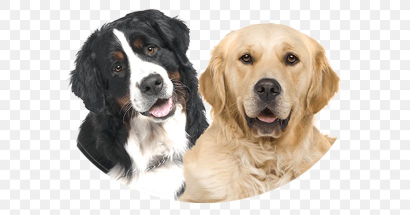 Golden Retriever Bernese Mountain Dog Puppy Labrador Retriever, PNG, 600x431px, Golden Retriever, Bernese Mountain Dog, Companion Dog, Dog, Dog Breed Download Free