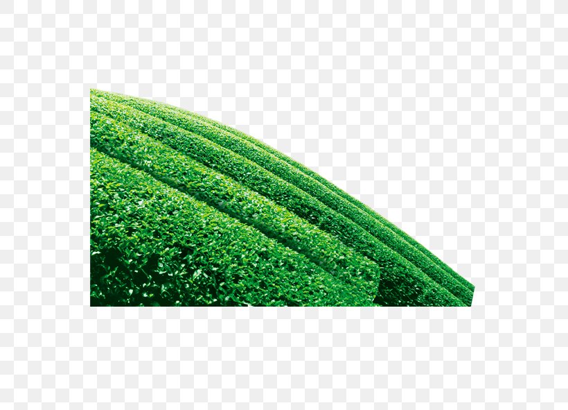 Green Tea Camellia Sinensis, PNG, 591x591px, Tea, Camellia Sinensis, Grass, Green, Green Tea Download Free