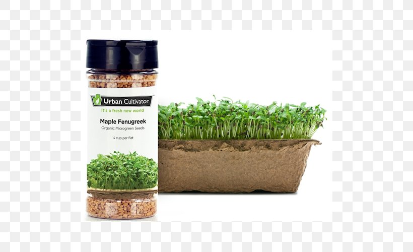 Herb Fenugreek Seed Microgreen Urban Cultivator, PNG, 500x500px, Herb, Commodity, Crop, Fenugreek, Fines Herbes Download Free