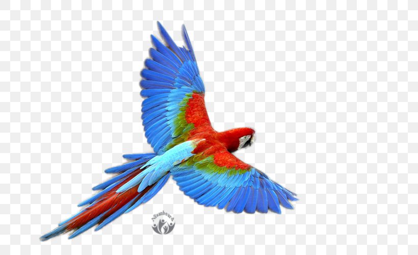 Parrot Budgerigar, PNG, 800x500px, Parrot, Beak, Bird, Budgerigar, Common Pet Parakeet Download Free