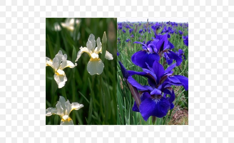 Siberian Iris Iris Family Bulb Plant Orris Root, PNG, 500x500px, Siberian Iris, Bulb, Bushel, Farm, Flower Download Free