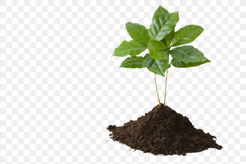 Tree Soil Stock Photography Plant, PNG, 2307x1538px, Tree, Alamy, Branch, Elodea, Fir Download Free