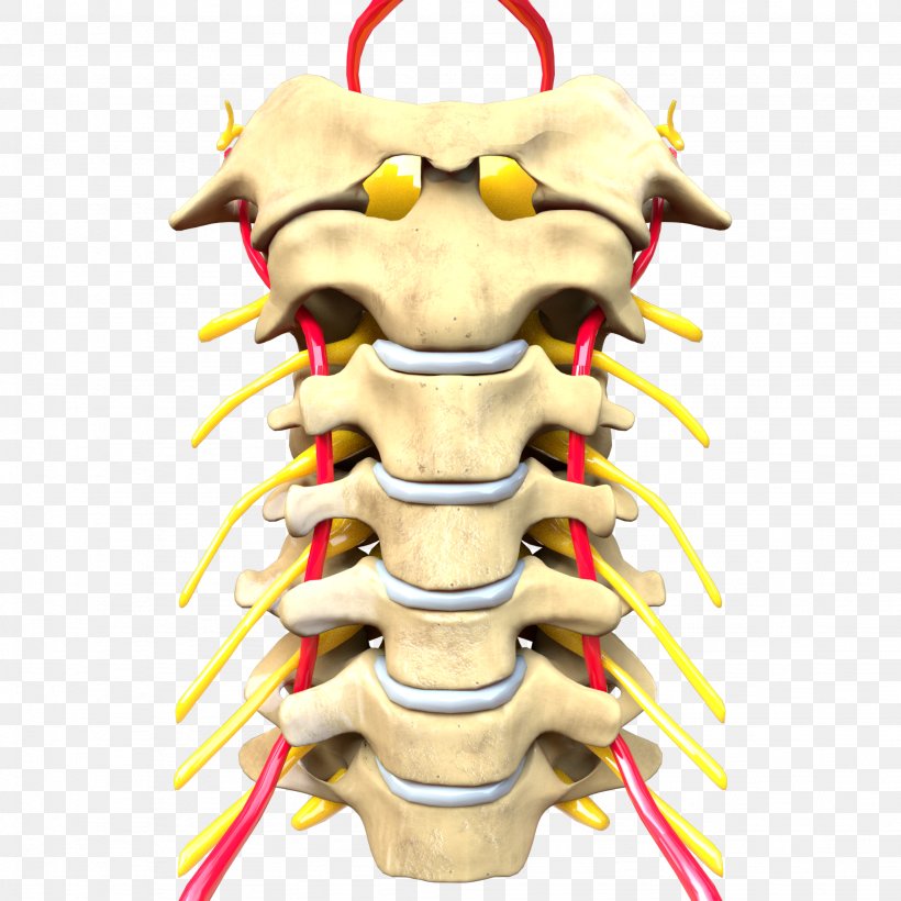 Vertebral Column Cervical Vertebrae Central Nervous System Vertebra Prominens, PNG, 2048x2048px, Vertebral Column, Anatomy, Bone, Centipede, Central Nervous System Download Free
