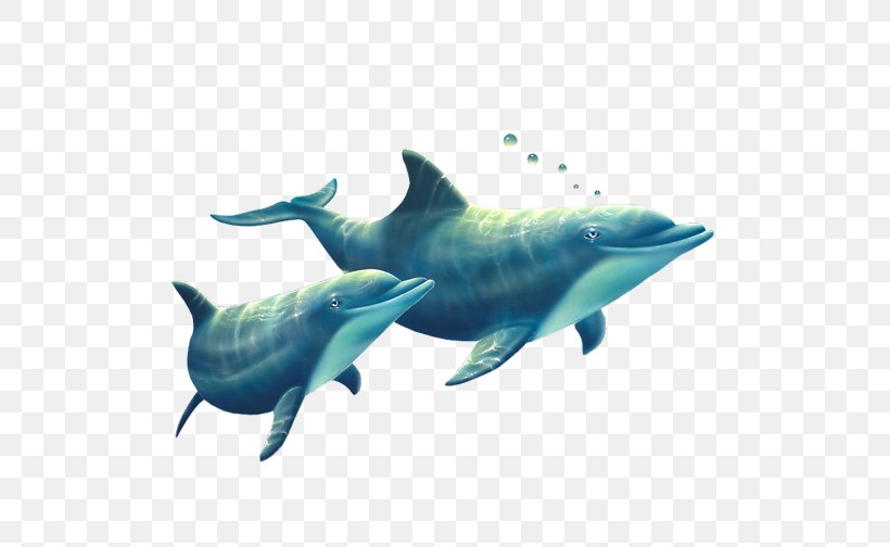 Common Bottlenose Dolphin Tucuxi Short-beaked Common Dolphin Rough-toothed Dolphin Spinner Dolphin, PNG, 504x504px, Common Bottlenose Dolphin, Akhir Pekan, Aqua, Calendar, Dolphin Download Free