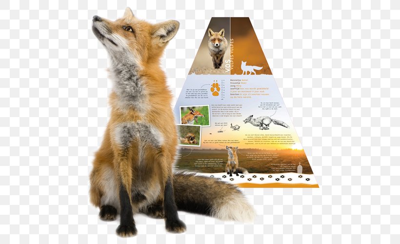 Red Fox Arctic Fox Stock Photography, PNG, 539x500px, Red Fox, Arctic Fox, Carnivoran, Dog Like Mammal, Fauna Download Free