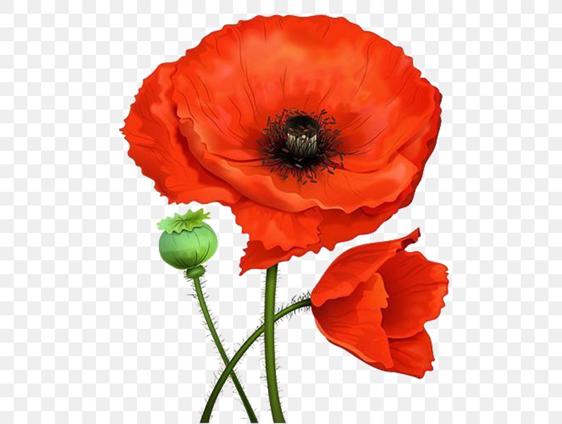 Word Remembrance Poppy Kalbos Garsas Flower, PNG, 600x619px, Word, Anemone, Annual Plant, Common Poppy, Coquelicot Download Free