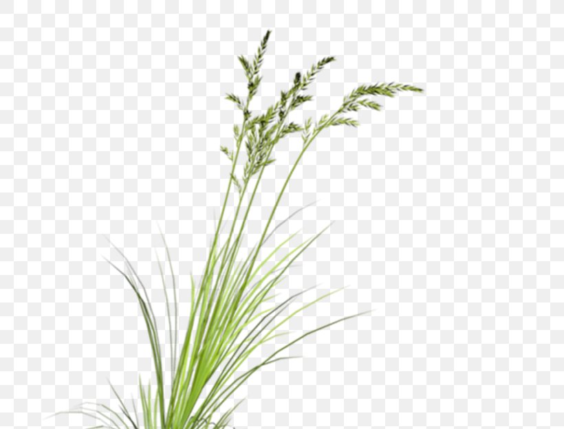 Download Plant Google Images Computer File, PNG, 794x624px, Plant, Google Images, Grass, Grass Family, Grasses Download Free