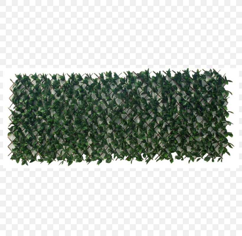 Hedge Evergreen Tree, PNG, 800x800px, Hedge, Evergreen, Grass, Plant, Shrub Download Free