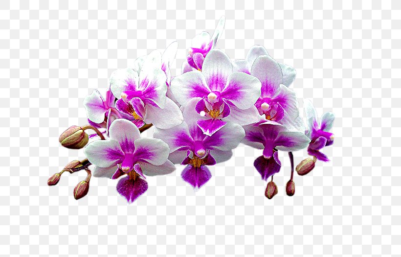 Moth Orchids Dendrobium, PNG, 700x525px, Moth Orchids, Dendrobium, Flower, Flowering Plant, Lilac Download Free