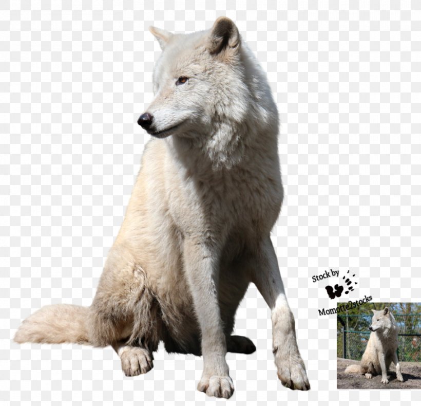 Polar Bear Arctic Wolf Dog Squirrel, PNG, 910x877px, Polar Bear, Animal, Arctic Wolf, Bear, Canis Lupus Tundrarum Download Free
