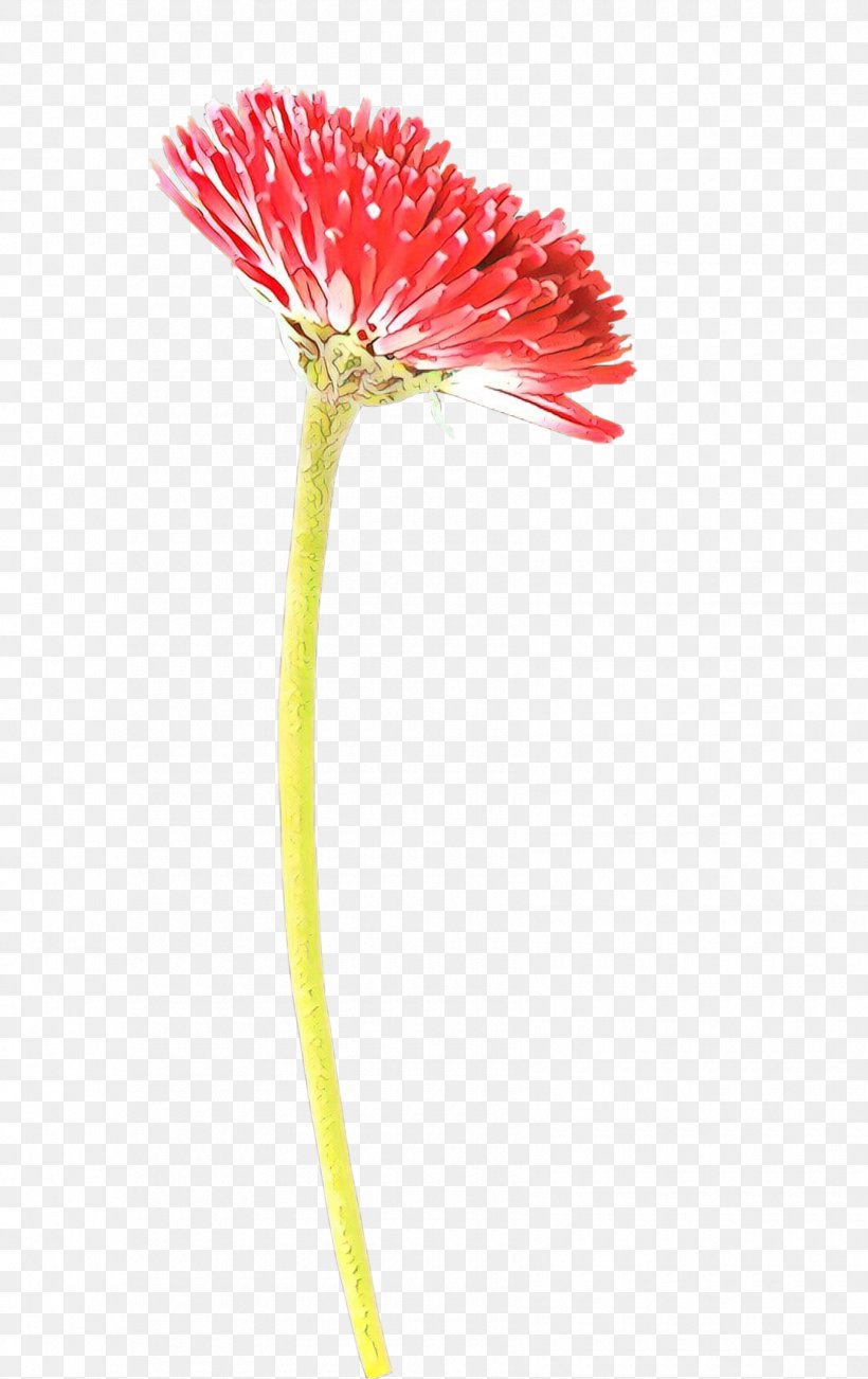 Transvaal Daisy Cut Flowers Plant Stem Poppy, PNG, 1700x2700px, Transvaal Daisy, Barberton Daisy, Botany, Bud, Chrysanths Download Free
