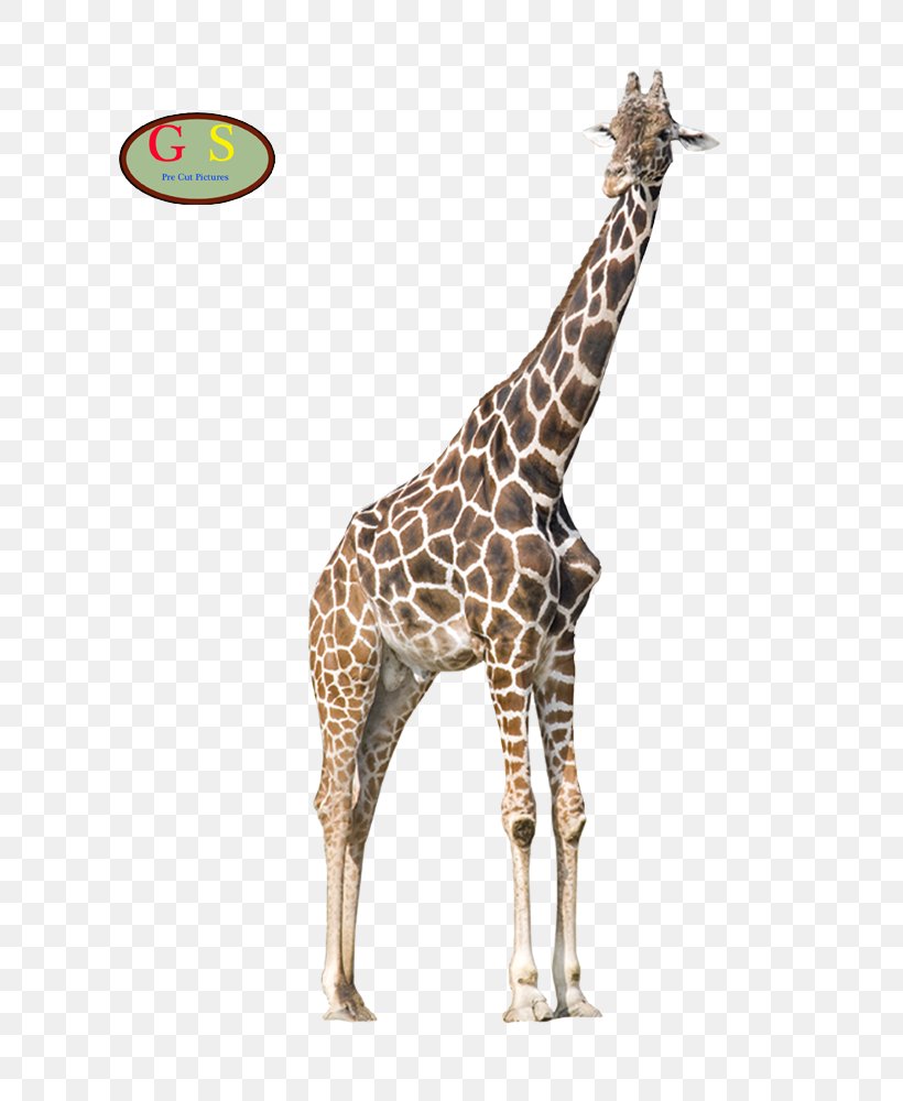 Aiemu Giraffe Advertising Natural Environment Live Song, PNG, 800x1000px, Giraffe, Advertising, Ecology, Fauna, Giraffidae Download Free