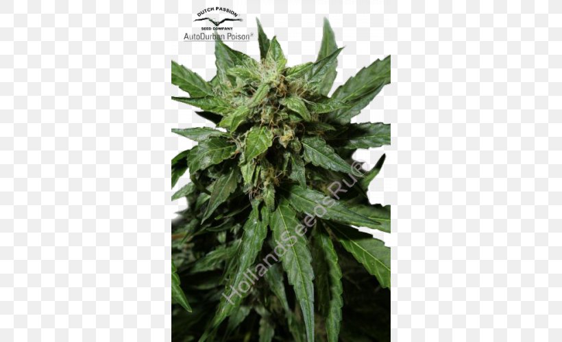 Durban Poison Autoflowering Cannabis Seed Kush, PNG, 500x500px, Durban Poison, Autoflowering Cannabis, Cannabis, Cannabis Ruderalis, Cannabis Sativa Download Free