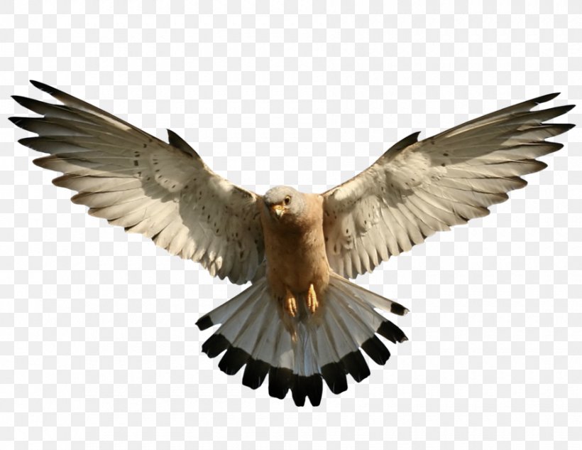 Bald Eagle Bird, PNG, 900x695px, Bald Eagle, Accipitriformes, Beak, Bird, Bird Of Prey Download Free