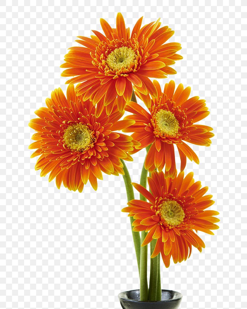 Transvaal Daisy Flower Orange Chrysanthemum, PNG, 683x1024px, Transvaal Daisy, Annual Plant, Chrysanthemum, Chrysanths, Color Download Free