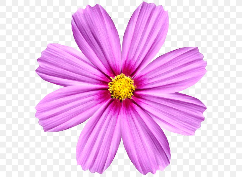 Angle Of Rotation Cut Flowers Symmetry Transformation, PNG, 600x600px, Angle Of Rotation, Annual Plant, Aster, Cosmos, Cut Flowers Download Free