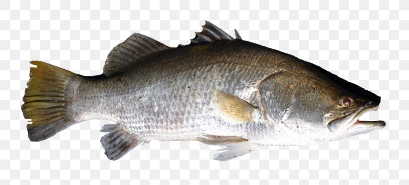 Bass Tilapia Perch Barramundi, PNG, 768x371px, Bass, Barramundi, Bony Fish, Carp, Cod Download Free