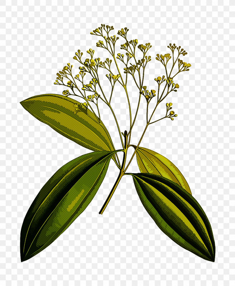 Flower Plant Leaf Sweetscented Bedstraw Galium, PNG, 1049x1280px, Flower, Daphne, Galium, Leaf, Plant Download Free