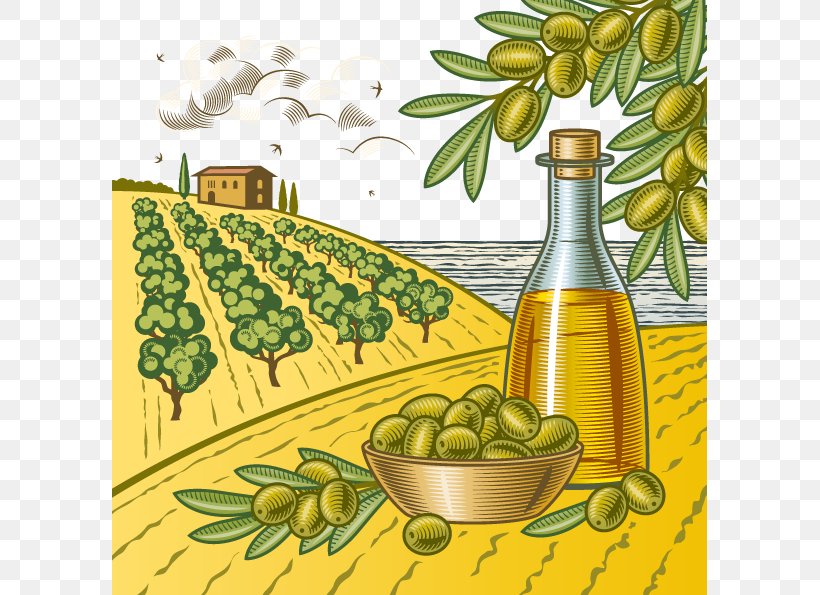 Olive Clip Art, PNG, 595x595px, Olive, Can Stock Photo, Commodity, Cooking Oil, Drawing Download Free