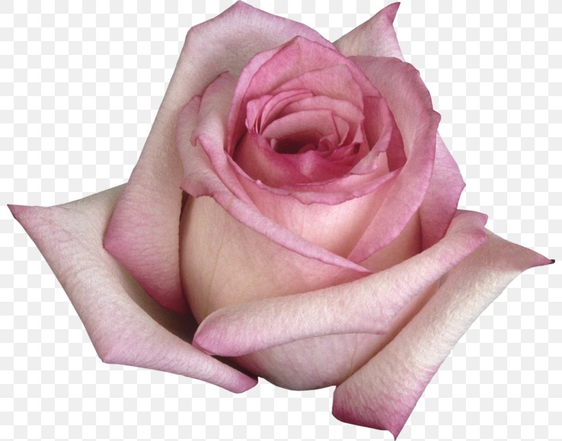 Beach Rose Flower Garden Roses Color Blue Rose, PNG, 800x643px, Beach Rose, Blue, Blue Rose, Close Up, Color Download Free