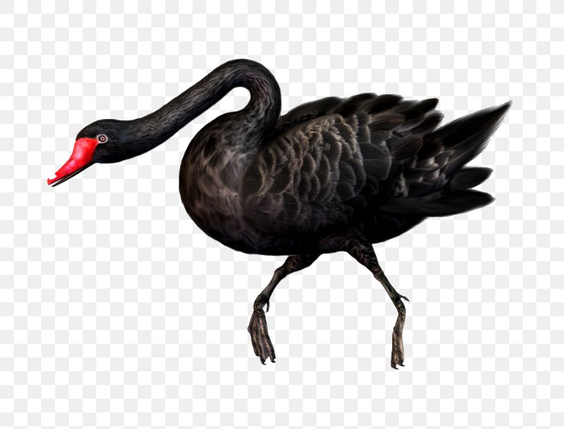 Black Swan Bird, PNG, 760x624px, Black Swan, Beak, Bird, Cartoon, Cygnini  Download Free