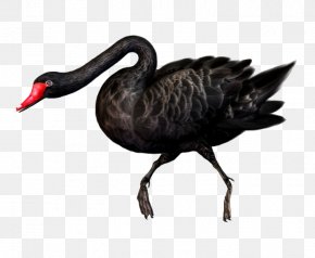 Black Swan - Black Swan Bird PNG