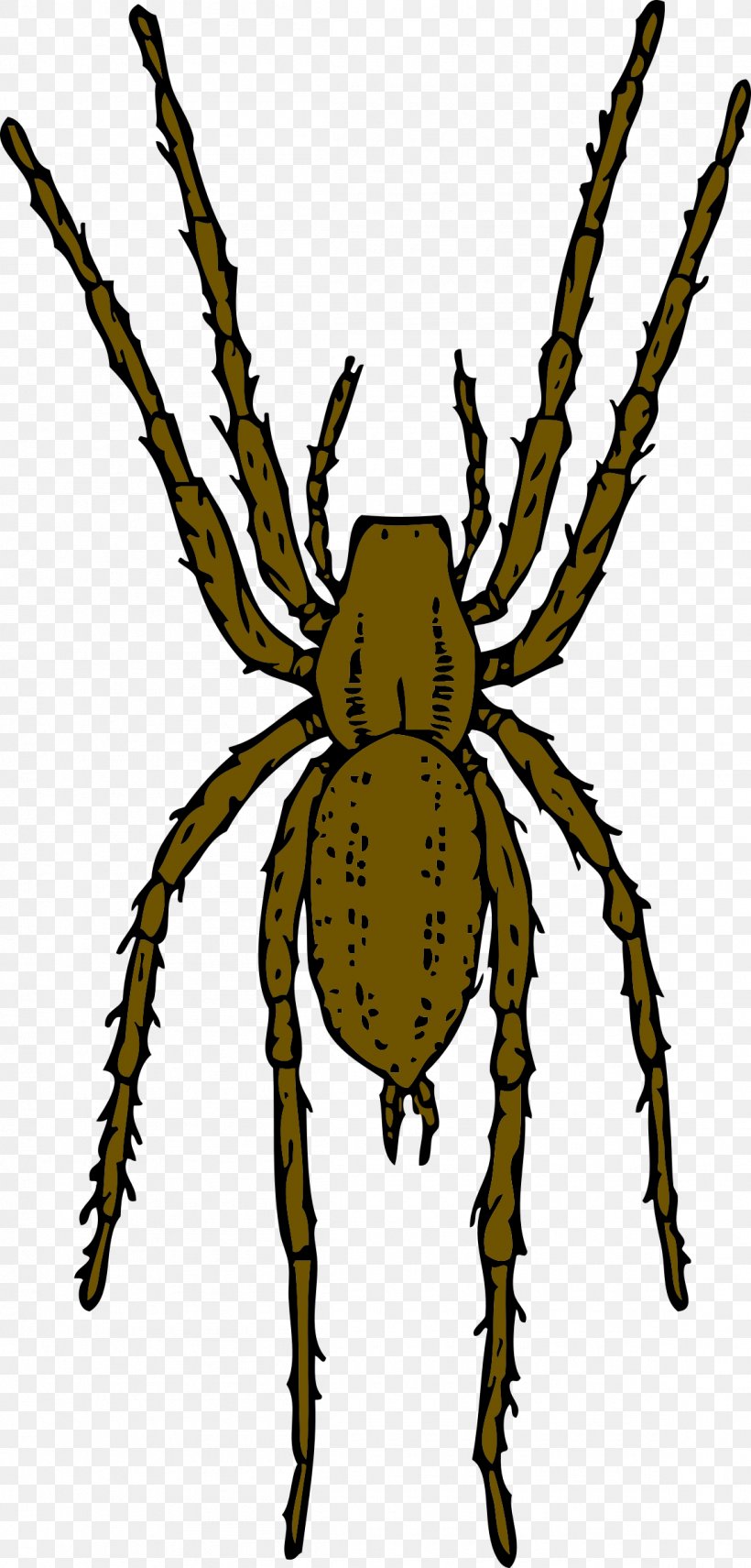 Brown Recluse Spider Animation Clip Art, PNG, 1150x2400px, Spider, Animation, Arachnid, Araneus, Arthropod Download Free