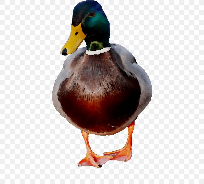 Duck Water Bird Image Photomontage, PNG, 1509x1362px, Duck, American Black Duck, Animal, Art, Basabizitza Download Free