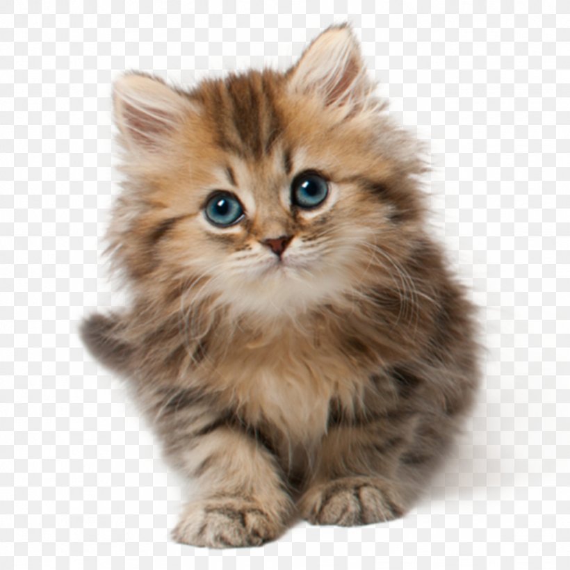Kitten Cat Food Dog Felidae, PNG, 1024x1024px, Kitten, American Curl, Asian Semi Longhair, British Semi Longhair, Carnivoran Download Free