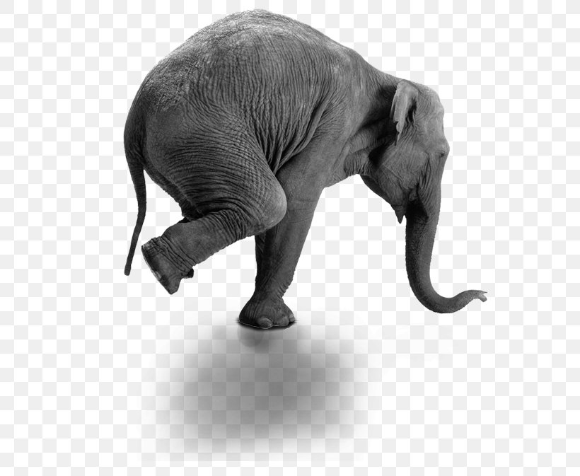 Lifestyle Grand Rapids Center For Mindfulness The Living Seed Company Exercise, PNG, 634x673px, Life, African Elephant, Base, Biological Life Cycle, Black And White Download Free