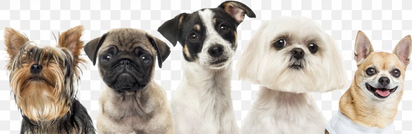 Maltese Dog Puppy Akita Shih Tzu Dog Grooming, PNG, 2204x719px, Maltese Dog, Akita, American Kennel Club, Animal, Bark Download Free