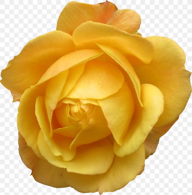 Rose Flower, PNG, 1200x1217px, Rose, Close Up, Cut Flowers, Floribunda, Flower Download Free