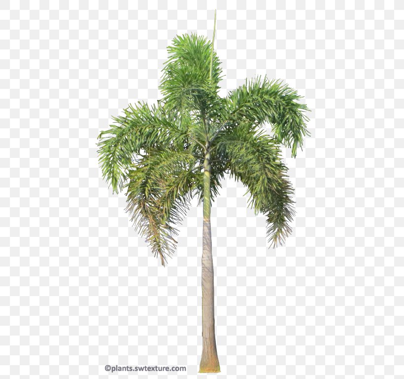 Asian Palmyra Palm Wodyetia Foxtail Tree Rhapis, PNG, 453x768px, Asian Palmyra Palm, Areca Nut, Arecaceae, Arecales, Attalea Speciosa Download Free