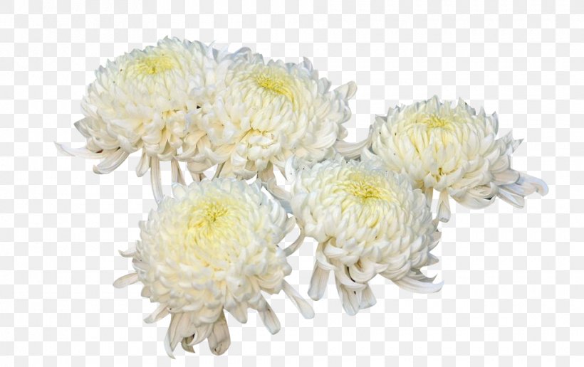 Chrysanthemum Xd7grandiflorum Flower Plant, PNG, 960x605px, Chrysanthemum Xd7grandiflorum, Chrysanthemum, Chrysanths, Cut Flowers, Dahlia Download Free