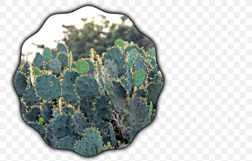 Citroën Cactus M, PNG, 784x523px, Organism, Cactus, Plant Download Free