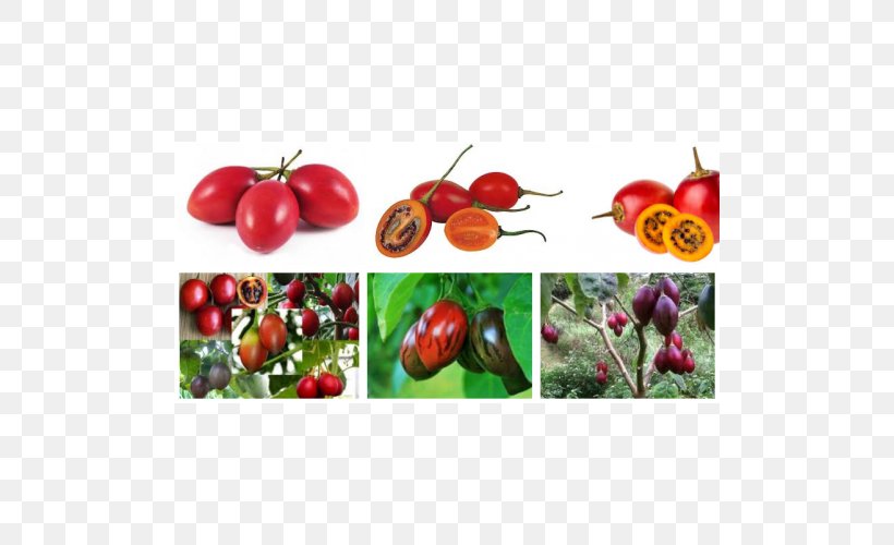 Bush Tomato Lalab Tamarillo Benih Seed, PNG, 500x500px, Bush Tomato, Accessory Fruit, Acerola, Acerola Family, Apple Download Free