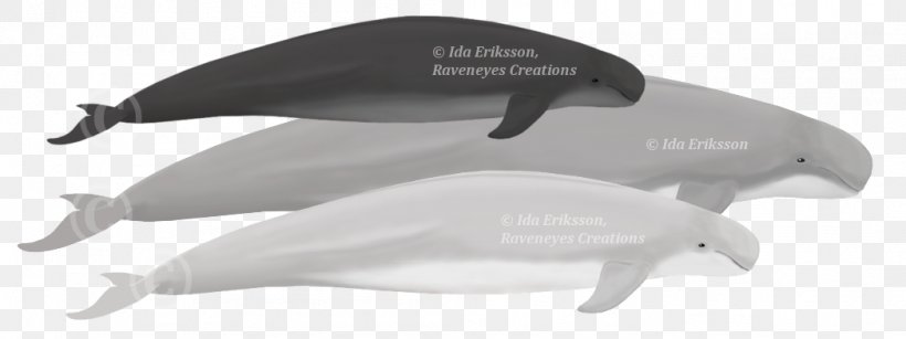 Short-beaked Common Dolphin Toothed Whale Long-beaked Common Dolphin Cetaceans, PNG, 1048x393px, Dolphin, Animal, Animal Figure, Black And White, Black Sea Download Free
