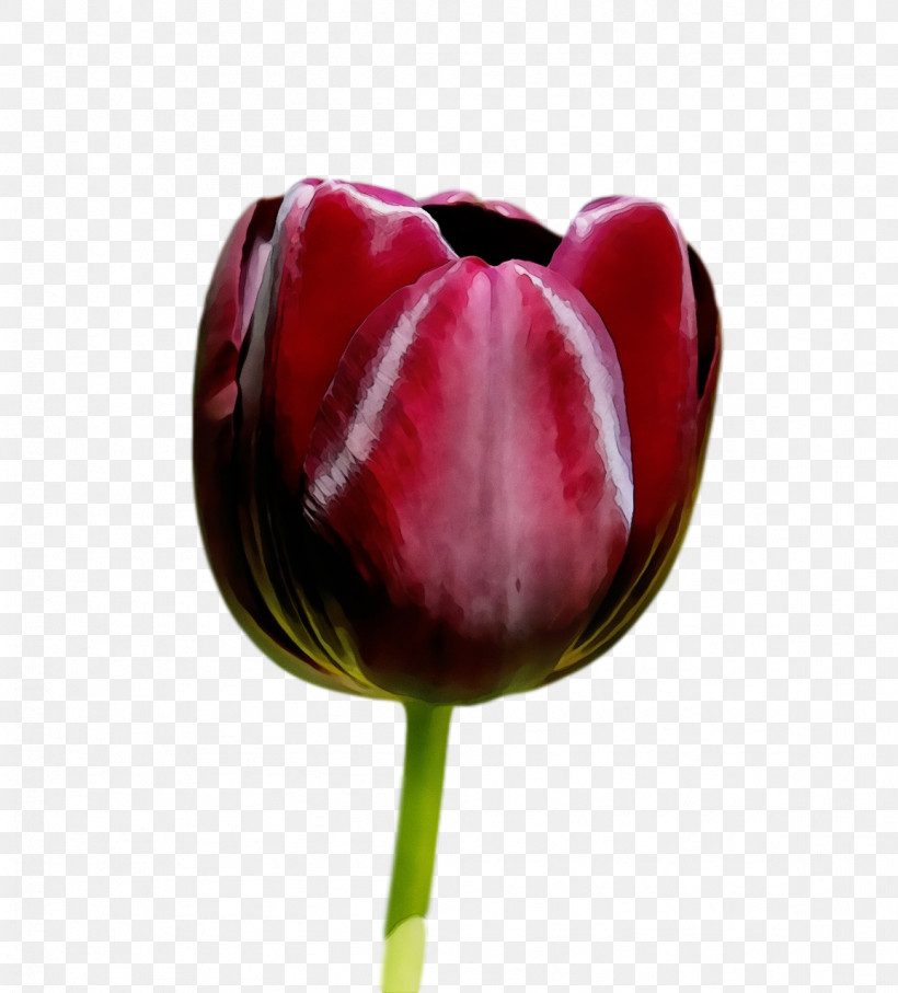 Tulip Flower Red Petal Plant, PNG, 1156x1280px, Spring Flower, Anthurium, Bud, Flower, Flowers Download Free