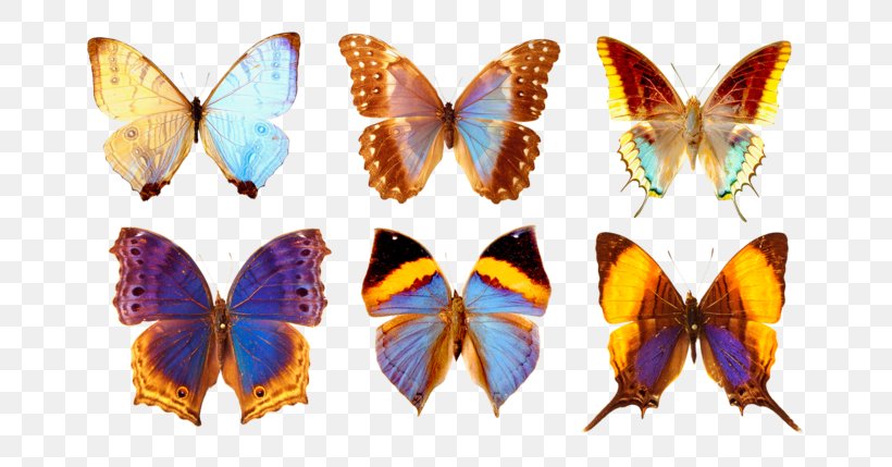 Brush-footed Butterflies Butterfly Stock Photography Blog Illustration, PNG, 699x429px, Brushfooted Butterflies, Apatura, Apatura Iris, Blog, Brushfooted Butterfly Download Free