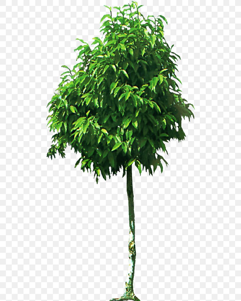 Fruit Tree Branch Shrub, PNG, 512x1024px, Tree, Bonsai, Branch, Evergreen, Flowerpot Download Free