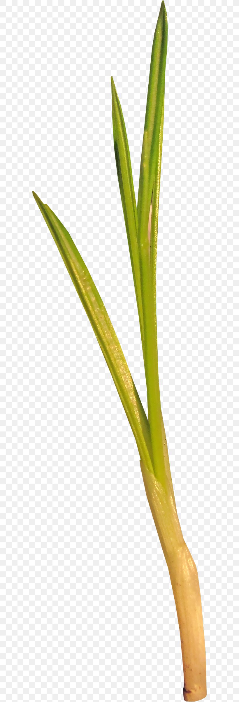 Green Shoot Grass Herbaceous Plant, PNG, 600x2408px, Green, Branch, Bud, Commodity, Flower Download Free